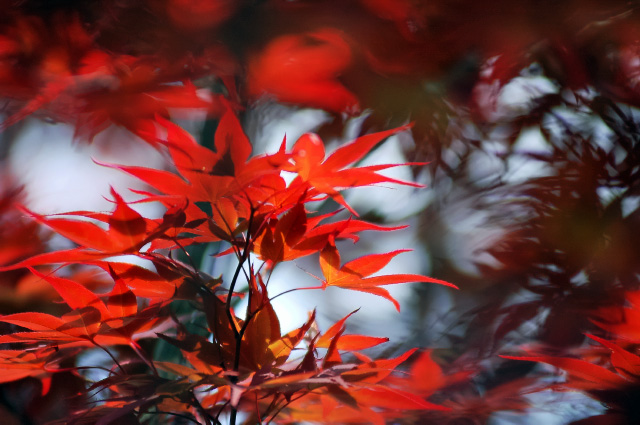 DSC_6149-2.jpg