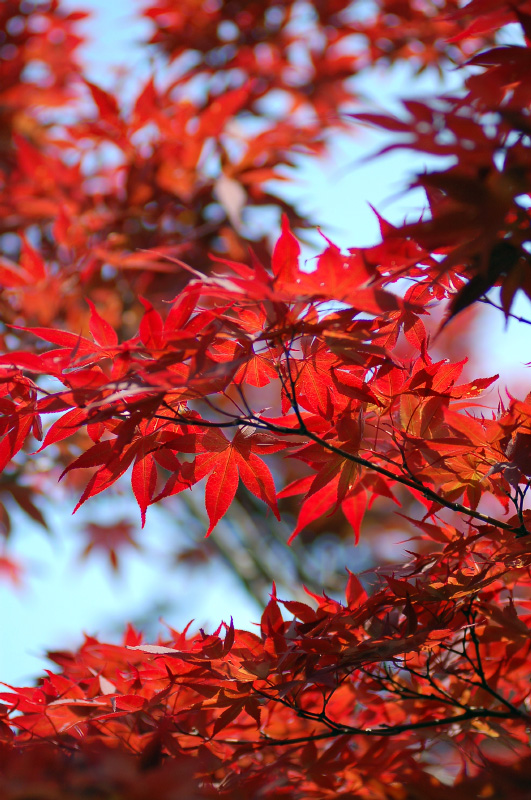 DSC_6150-2.jpg
